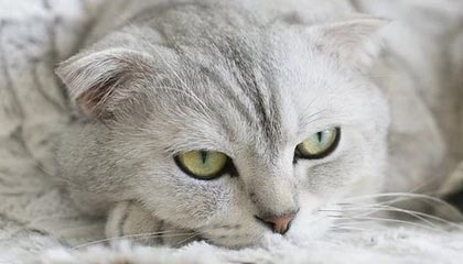 九游app官网下载-青年才俊崭露头角：未来巨星的成长之路，青年才俊,未来可期