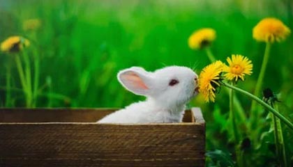 九游app官网下载-青年才俊崭露头角：未来巨星的成长之路，青年才俊,未来可期