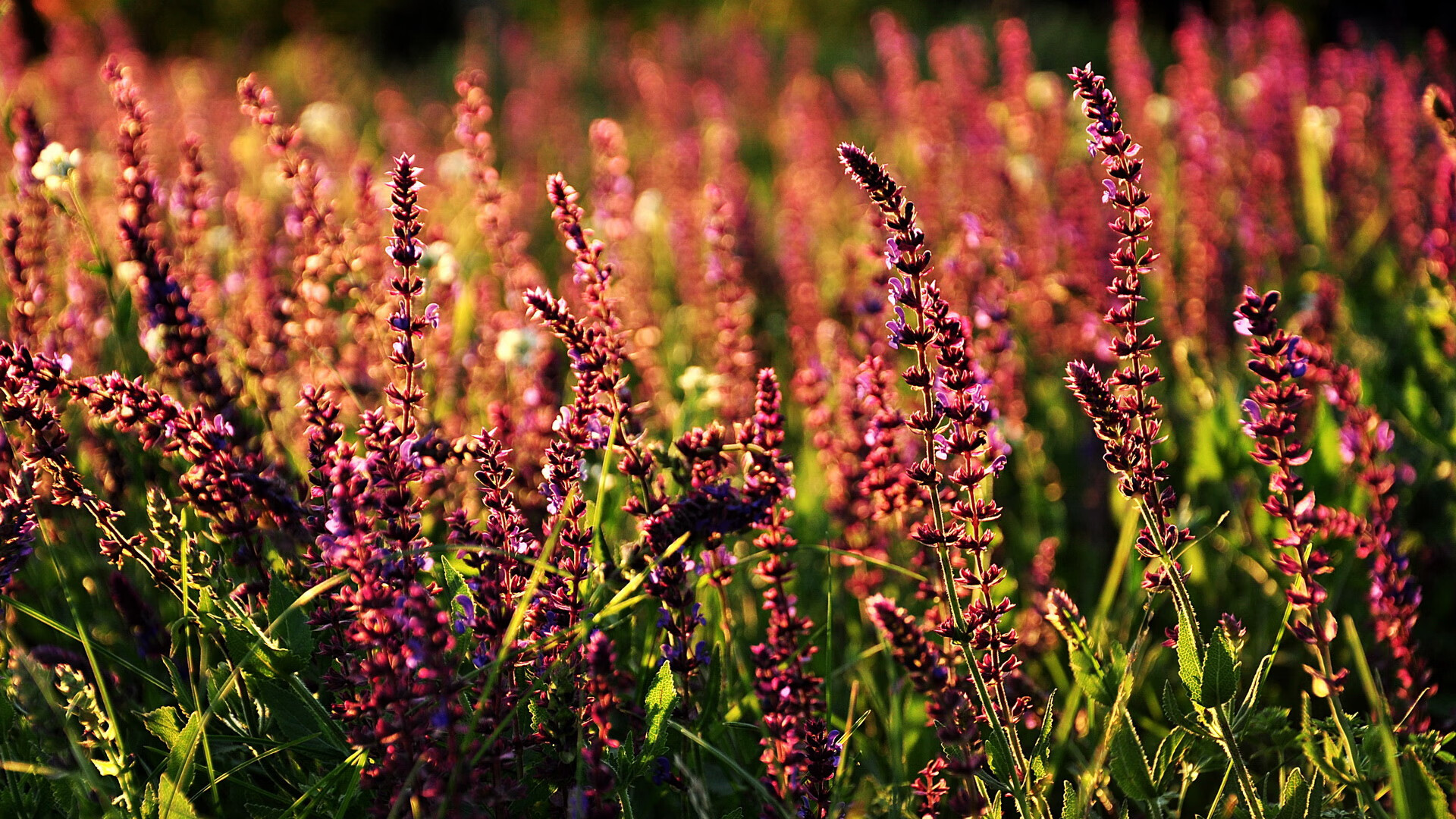 全国青少年篮球训练营全面推进,培养新一代运动人才,中国青少年篮球培训品牌排行