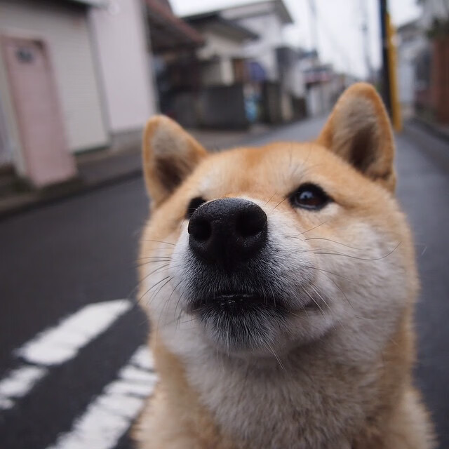 意甲“经典防守反击”战术：稳扎稳打，逐步得分，经典意大利防守反击战术