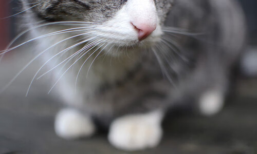 欧冠“超级爆破”射手:百球俱乐部成员大赏,欧冠百球有哪些人