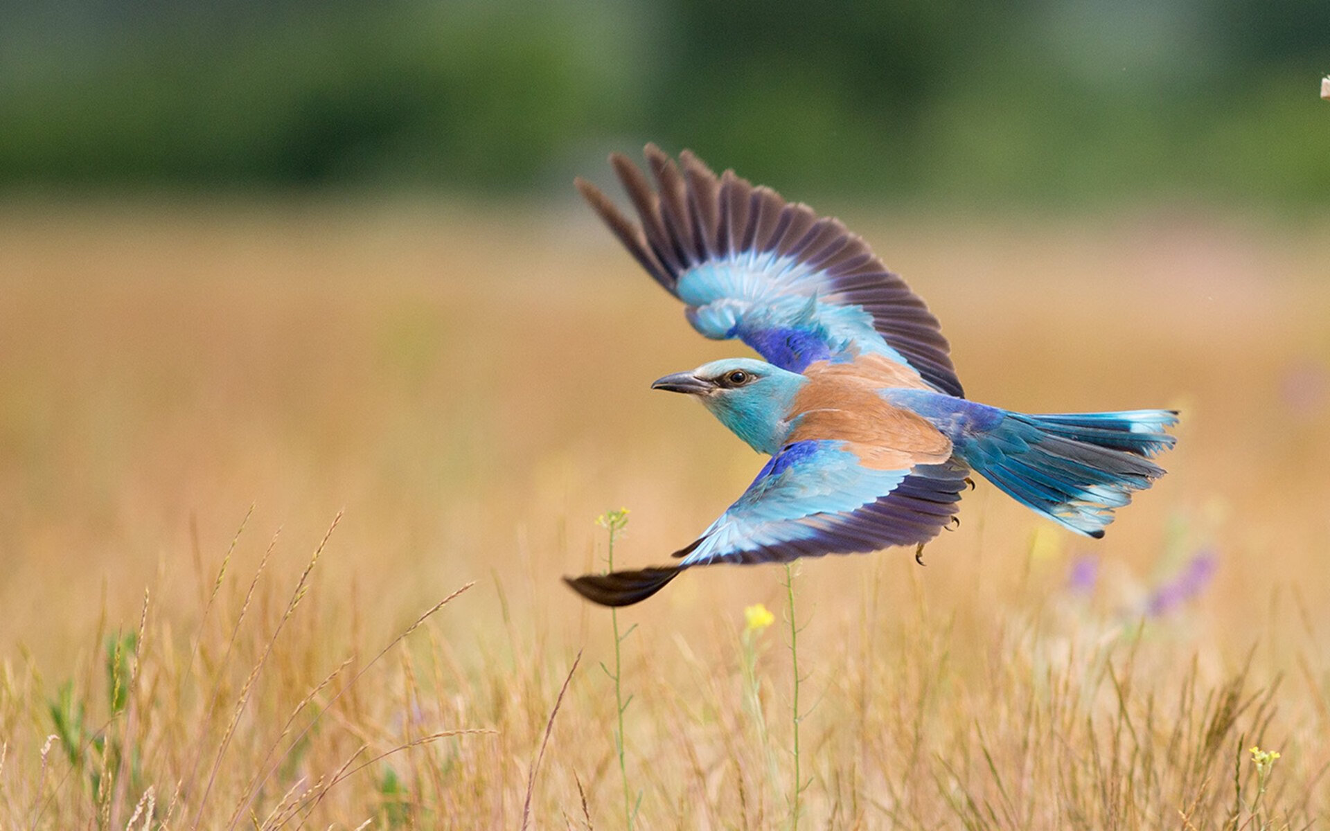 欧冠“未来之星”名单:谁能问鼎全球足球巅峰?,足坛未来
