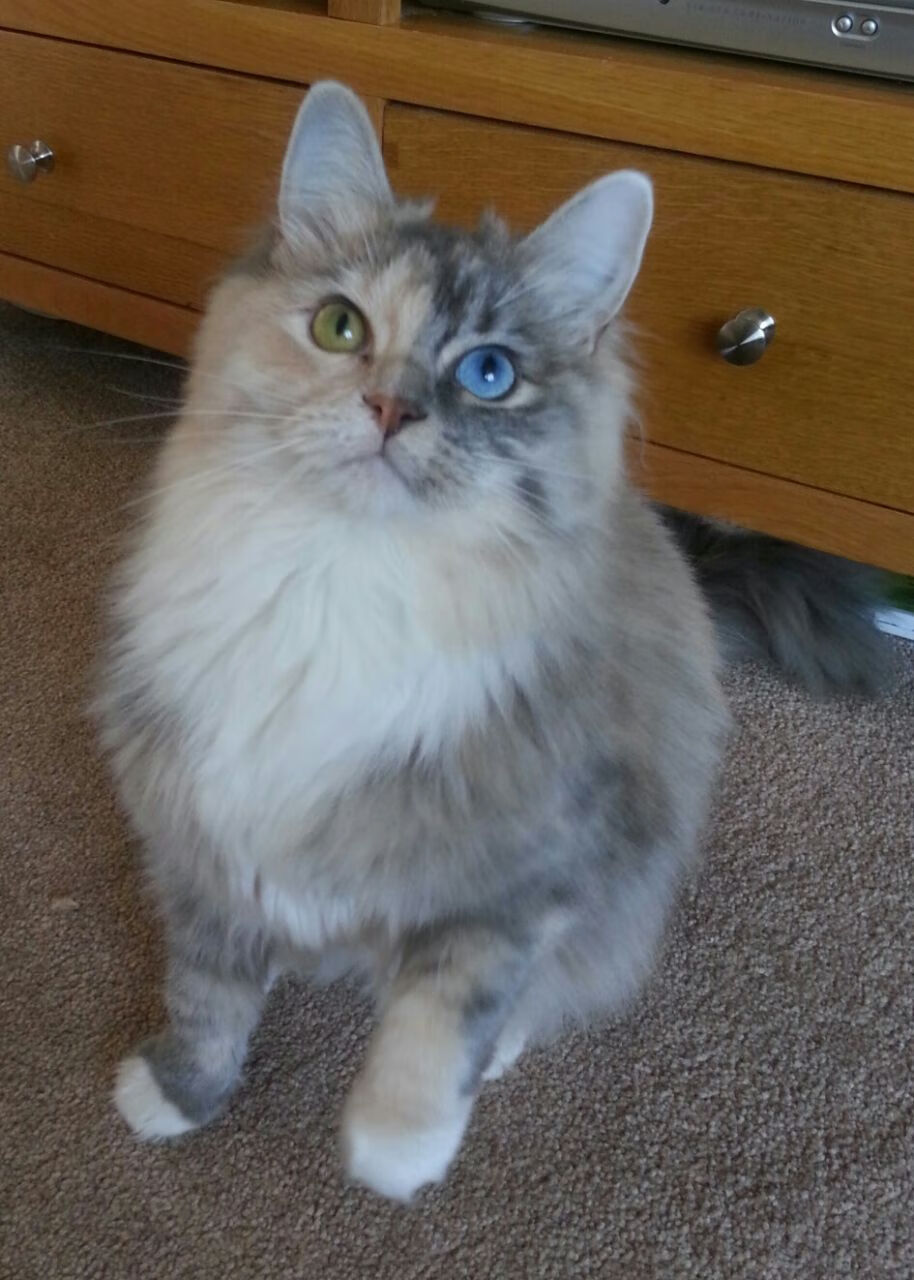 炉石传说 线上赛事奖金创新高,炉石比赛奖金多少