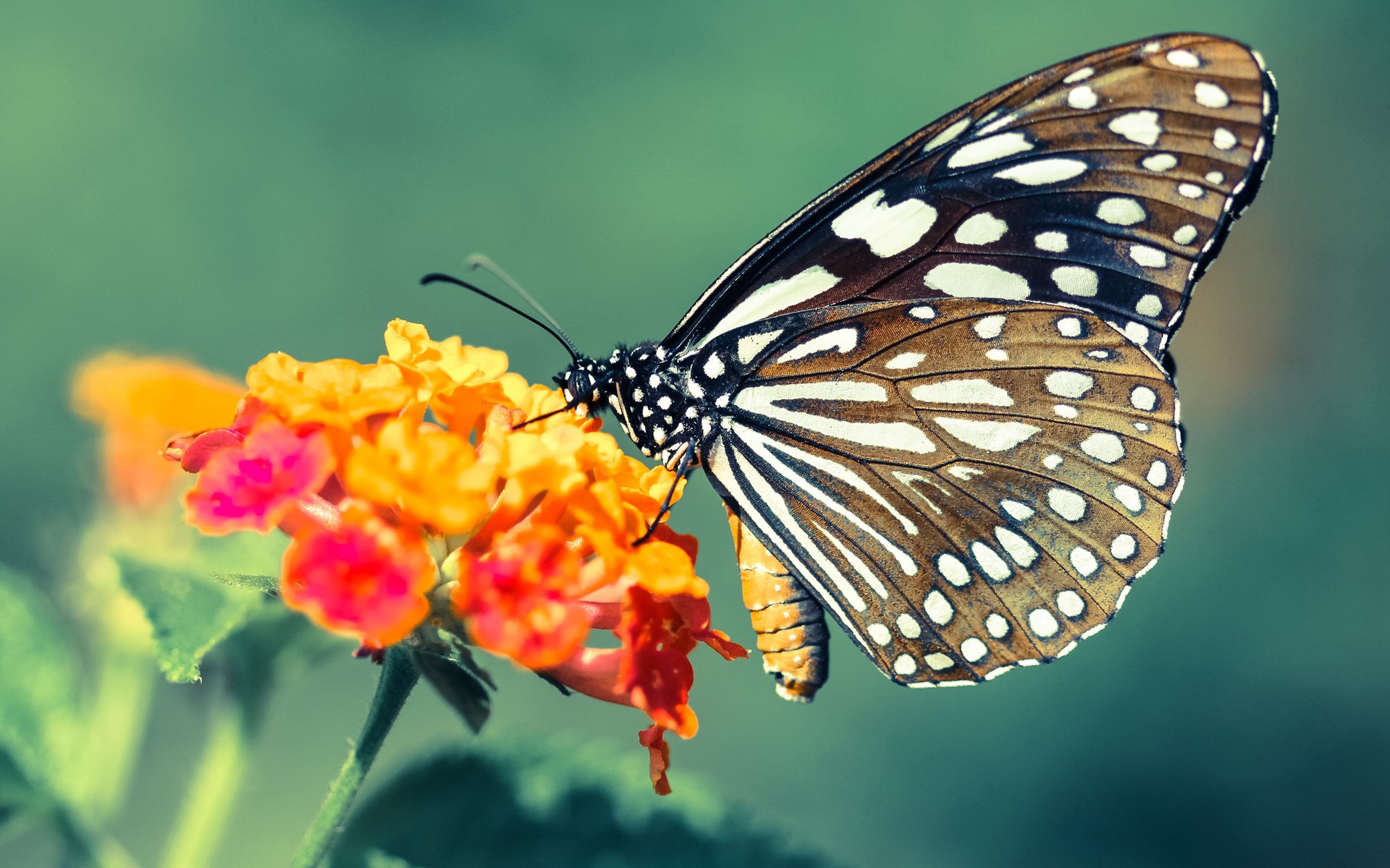 球迷狂欢:现场气氛点燃全场,球迷狂欢节