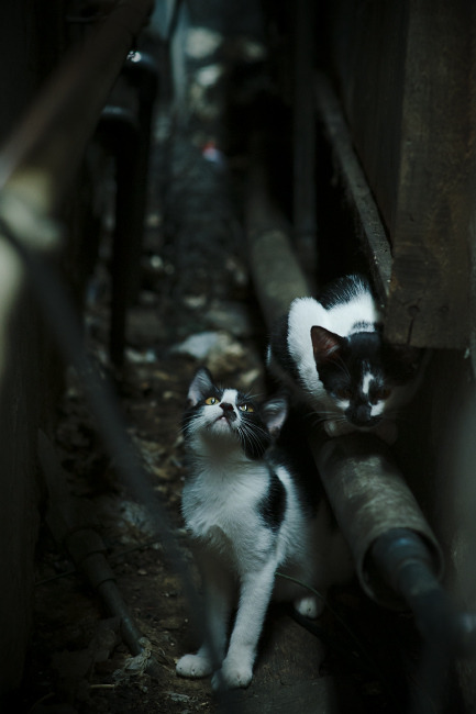 篮球职业联赛商业价值稳步攀升,篮球职业联赛是什么意思