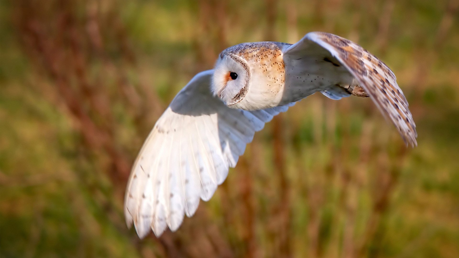 九游下载官网-职业联赛裁判引入全职合同制模式，cba裁判职业化