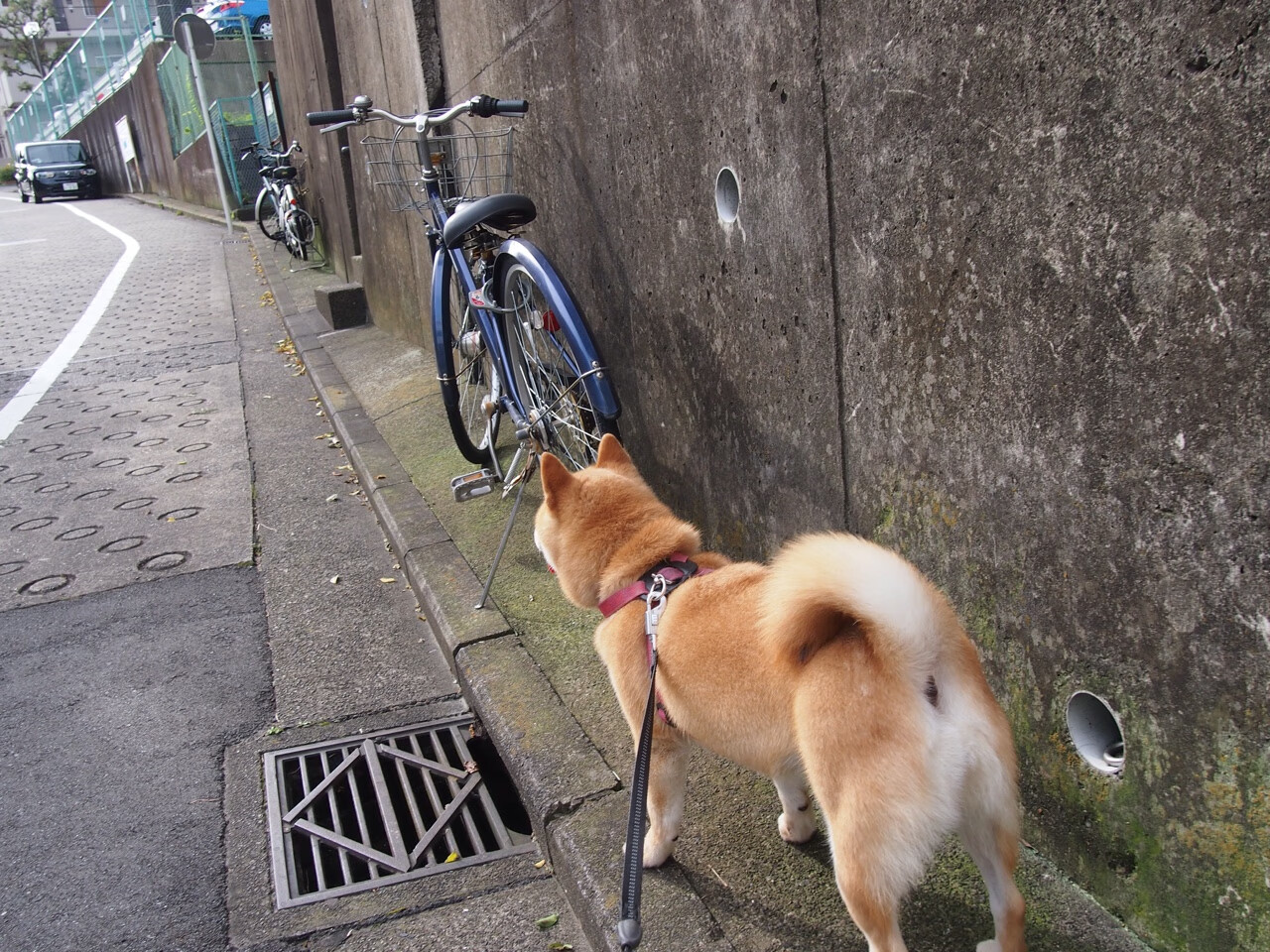 上海久事教练团队战术布置精细,上海久事集团总经理是谁