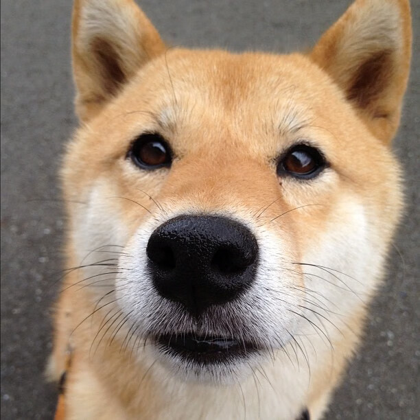 九游网页版官网-佛罗伦萨力争取胜，塞维利亚队屡战屡败，塞维利亚vs萨尔