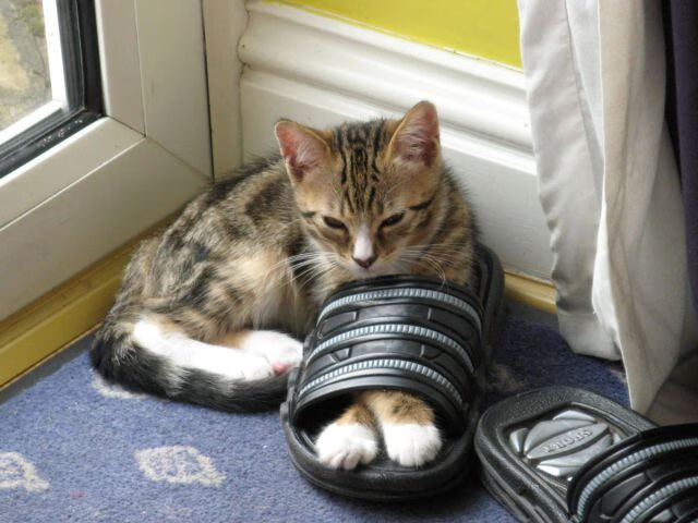 勇士队面对强敌,主帅强调团结拼搏,勇士对员