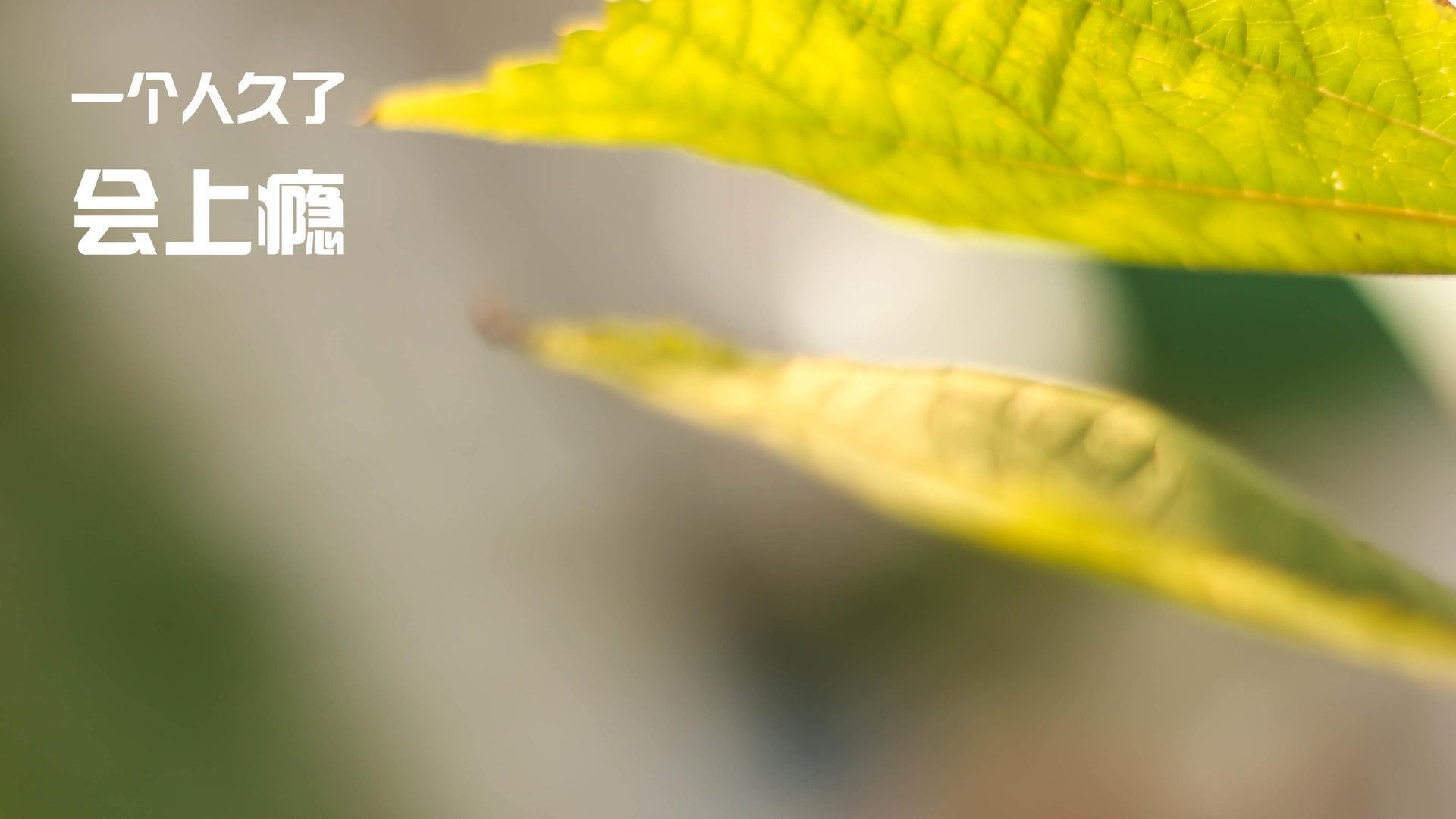 九游APP官网-勇士完封森林狼，关键一役中库里双手暴扣点燃全场，勇士森林狼2021